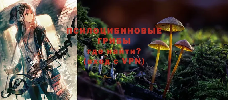 Псилоцибиновые грибы Cubensis  Вичуга 